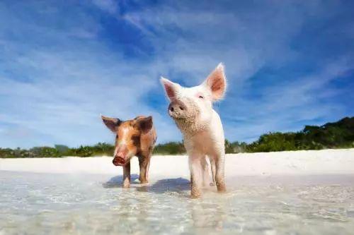 幸福的猪的爆料视频大全,欢乐瞬间,笑料连连  第2张 幸福的猪的爆料视频大全,欢乐瞬间,笑料连连  第2张