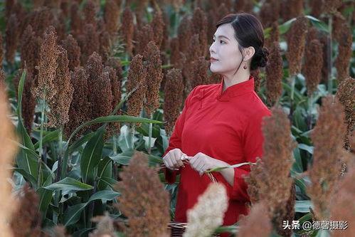 高粱红了在线观看,红色记忆的传承与再现