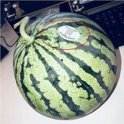 藏族网红吃瓜是谁啊,藏族网红“吃瓜”背后的故事