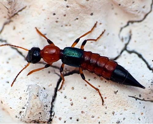 昆虫学者新皮肤爆料视频,新皮肤爆料视频深度解析  第2张 昆虫学者新皮肤爆料视频,新皮肤爆料视频深度解析  第2张