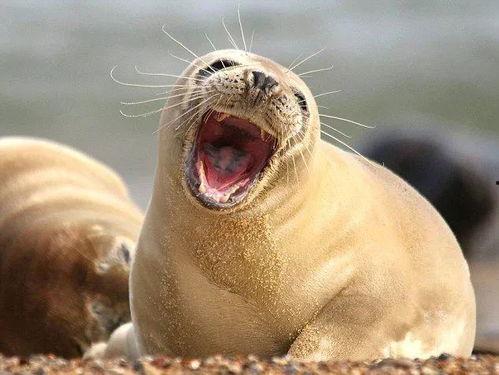 娱乐吃瓜君海豹,揭秘娱乐圈幕后故事  第3张