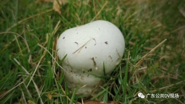 娱乐吃瓜酱送外卖的小波,娱乐吃瓜酱背后的故事  第3张