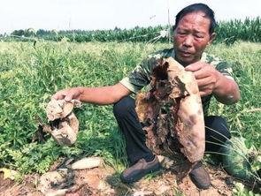 成武吃瓜最新事件爆料,揭秘背后惊人真相 第3张 成武吃瓜最新事件爆料,揭秘背后惊人真相 第3张