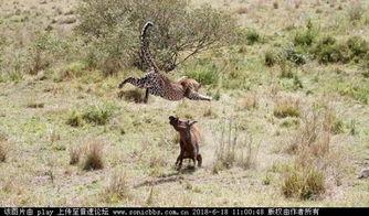 捕猎在线观看,揭秘神秘狩猎世界的惊心动魄之旅  第2张