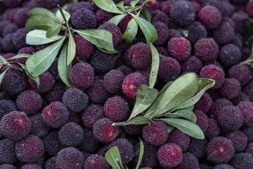 爆料提子视频大全集下载,一网打尽热门爆料瞬间