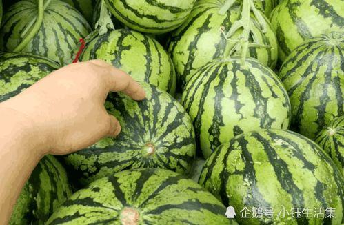 西瓜大爆料怎么做视频