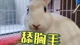 网红兔兔抖音吃瓜是真的吗,真相揭秘