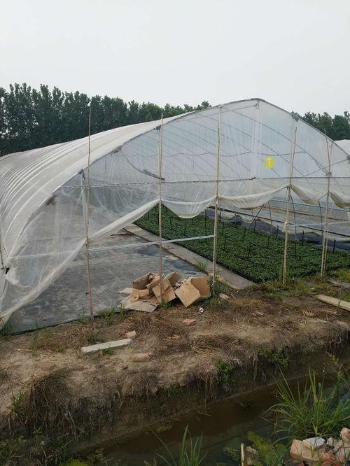 大棚子爆料随母亲姓视频,大棚子爆料引发热议 第2张 大棚子爆料随母亲姓视频,大棚子爆料引发热议 第2张
